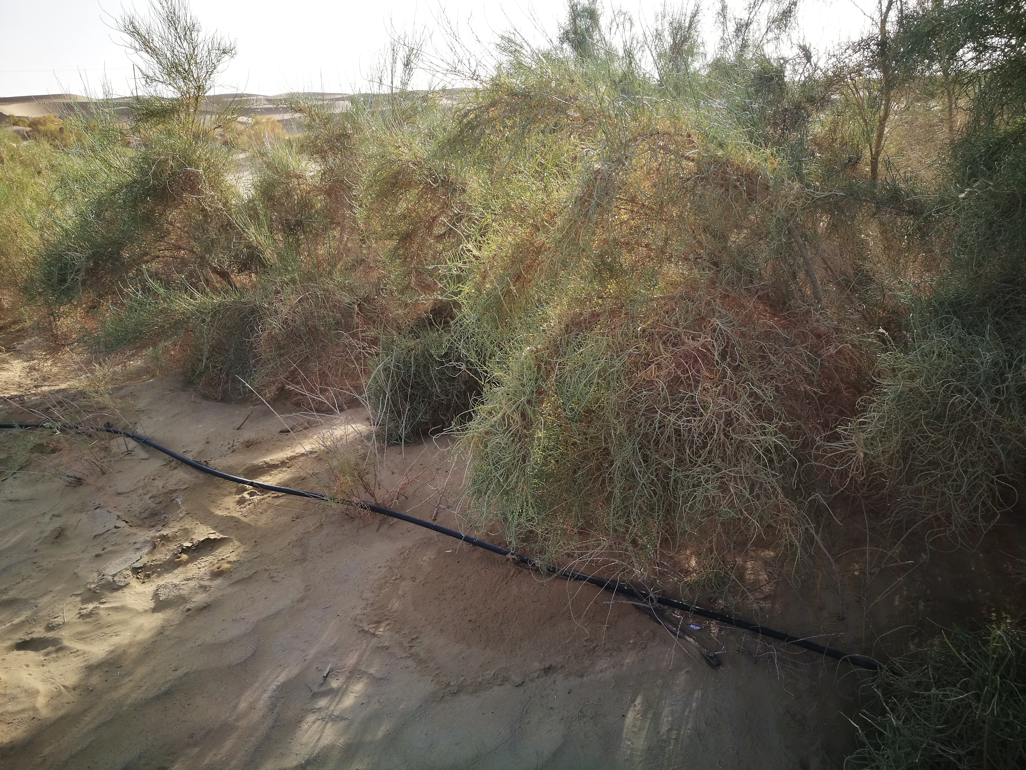 13000公里新手独驾*疆新**日记第23天——塔克拉玛干沙漠陷车自救