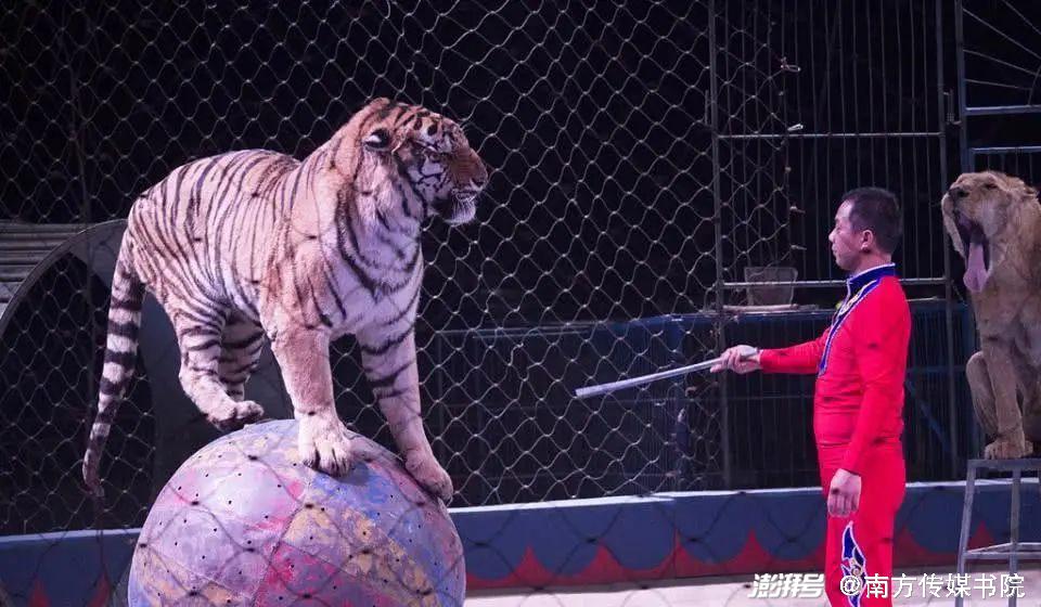 马戏团猛虎表演,猛虎表演