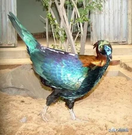 各国国鸟国宝有哪些,各国国鸟大小排名