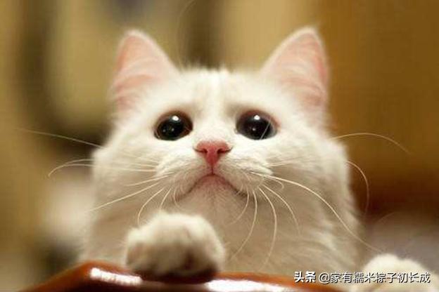 猫粮猫条猫罐头哪种好,主食猫罐头和猫粮选哪个