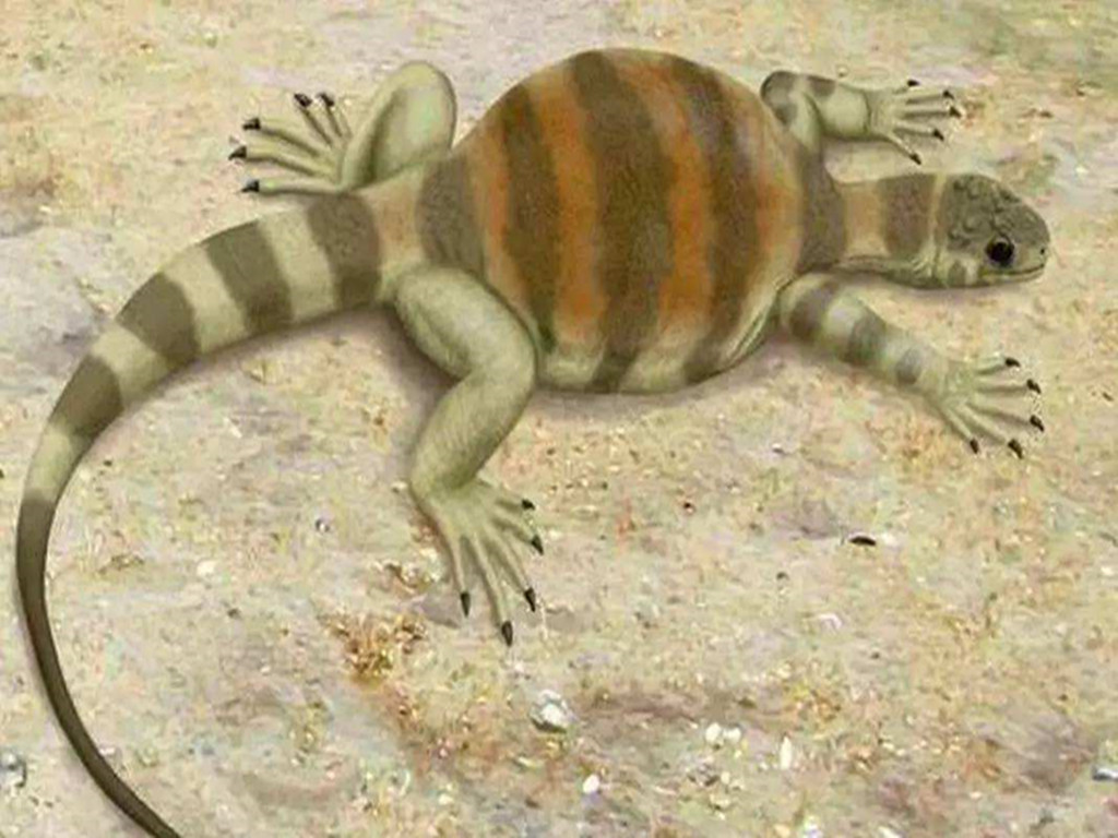 乌龟被拆了还能活吗,乌龟被挖出来