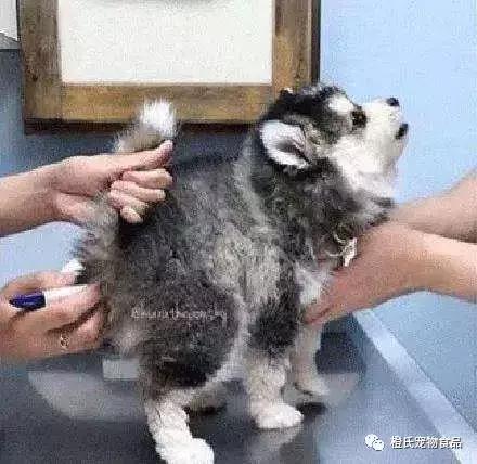 在医院给狗狗量体温,不去医院自己检查狗狗