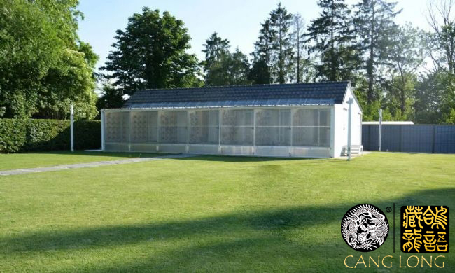 小白鸽难度怎么样,赛鸽浅白砂眼图