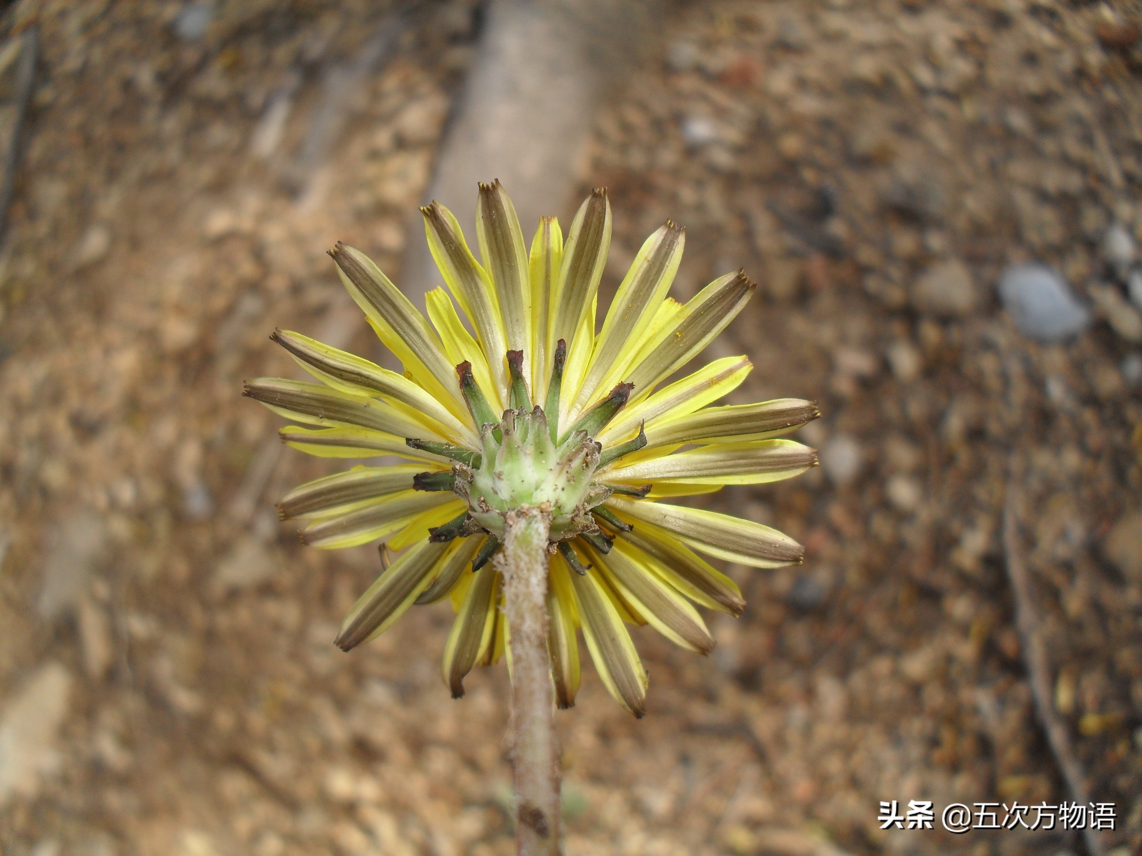 带你详细了解蒲公英,想了解一下蒲公英的图片