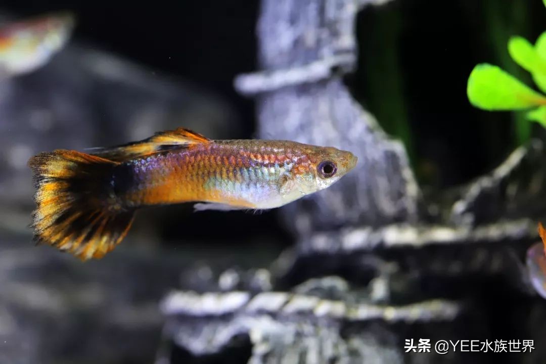 鱼开口喂料注意事项视频,新鱼不吃上浮饲料怎么办