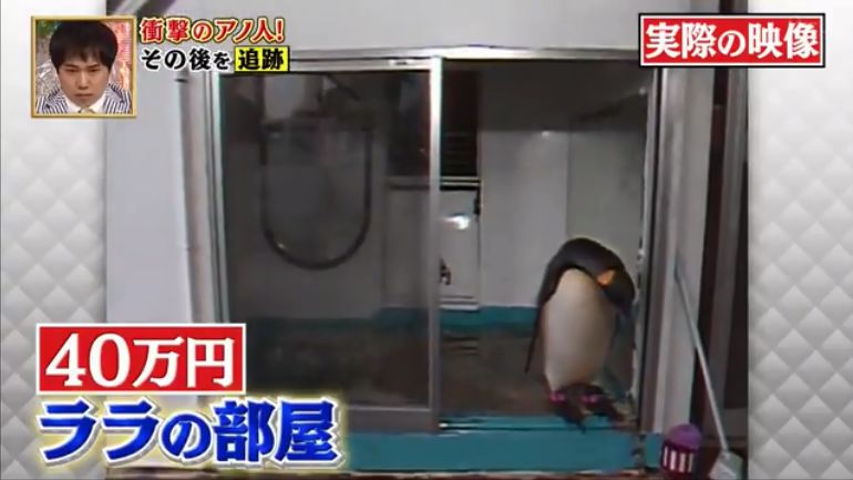 去世的小企鹅,死去的南极企鹅