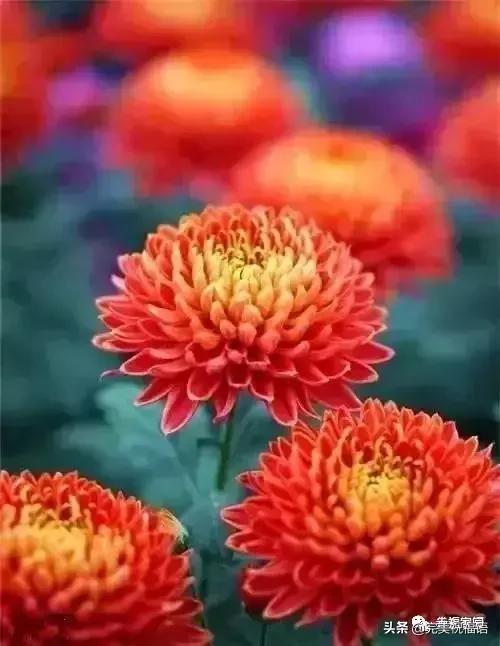 正月初九祝愿大家好运长长久久,正月初九最美好的祝福送给友友们