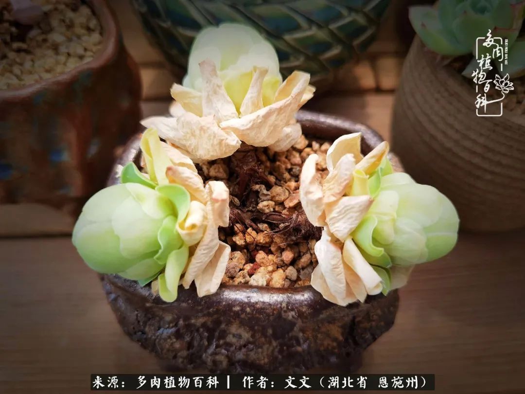 夏季多肉花园图片,初夏多肉花园