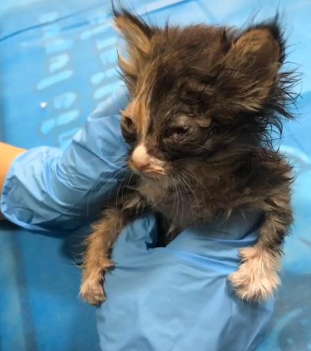 捡到的小奶猫眼睛流脓,捡到的小奶猫眼睛一直有眼屎