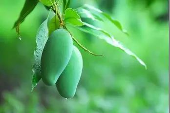 桂七香芒乃芒果之首,桂七香芒和凯特芒果哪个好吃