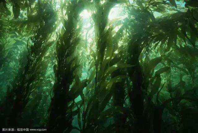 扒皮网红智商税,扒皮大牌智商税