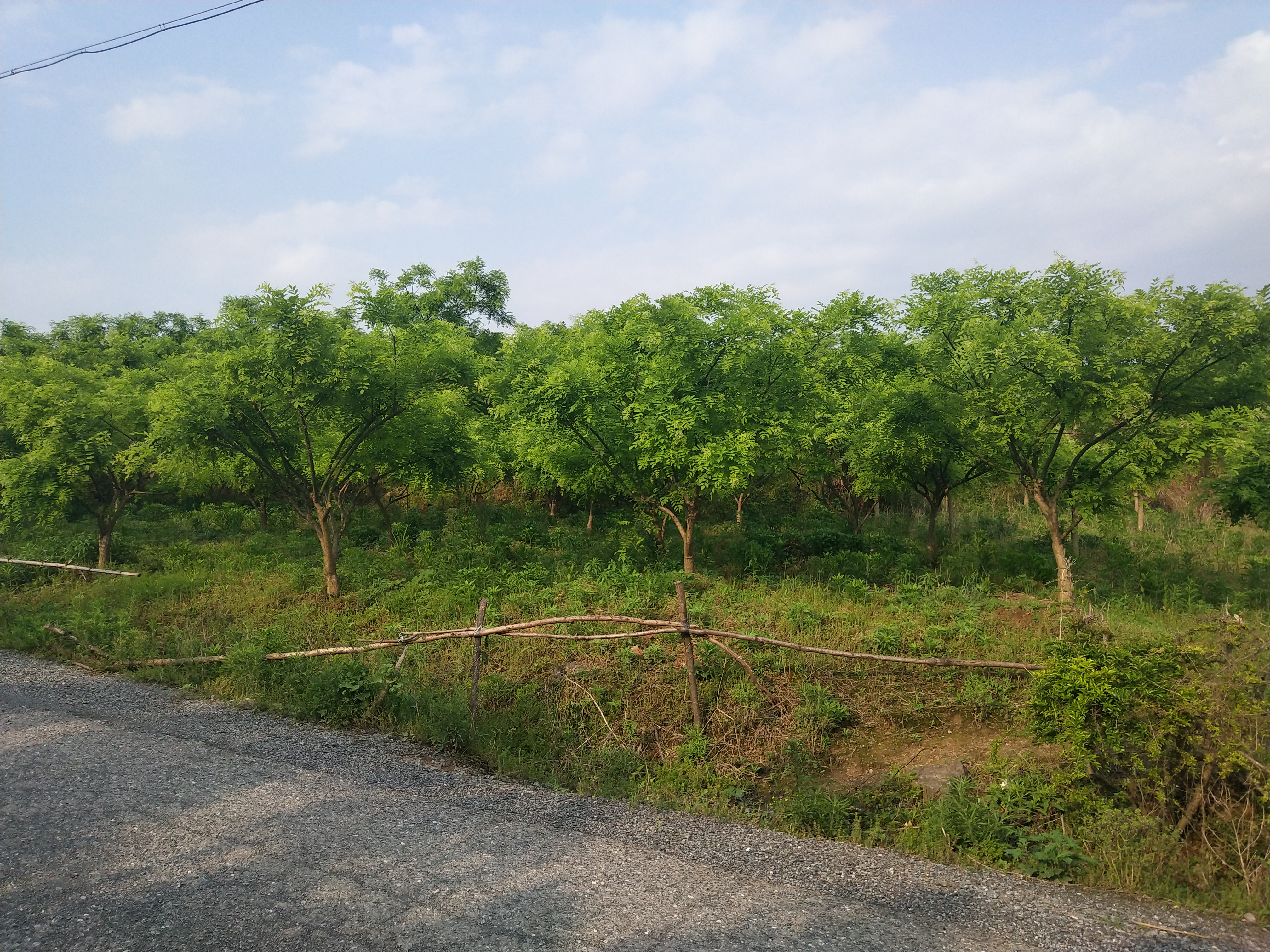 广西被称为中国荔枝之乡是哪个市,广西为何称为八桂之乡