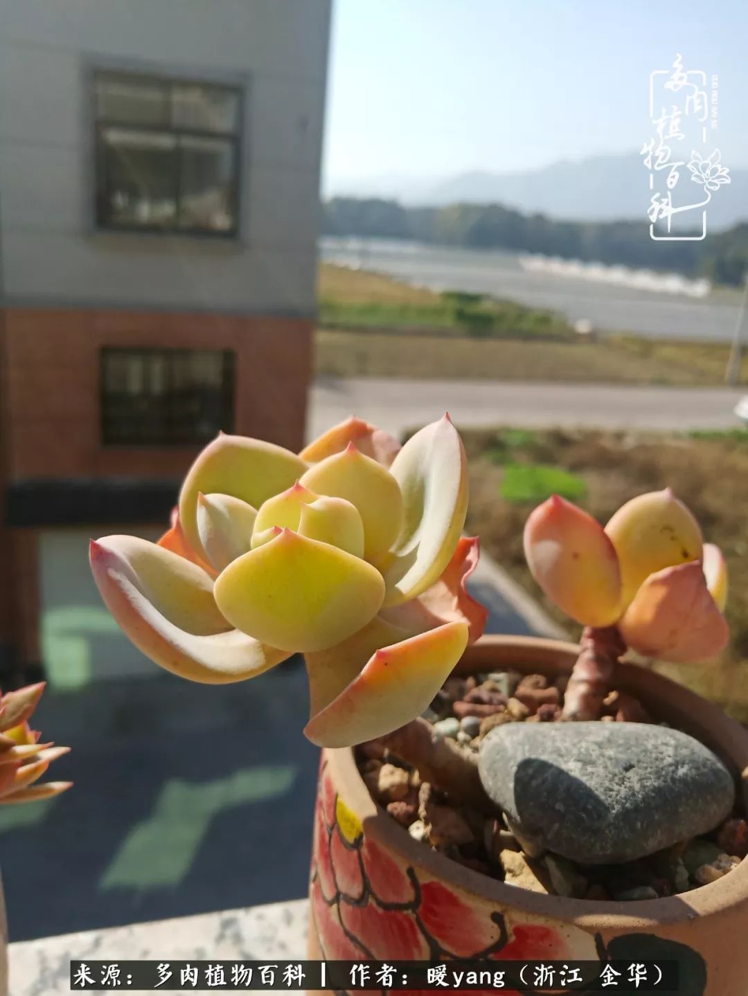 养多肉是业余的纯粹是爱好,每晚7点教您快速入门养多肉