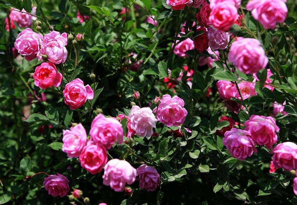 最好看的玫瑰产于哪国,哪国玫瑰最出名