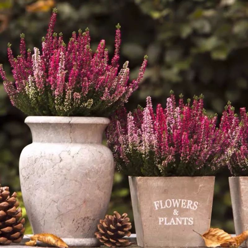 冬天一定要养的十种花,冬天养花养哪些植物好看