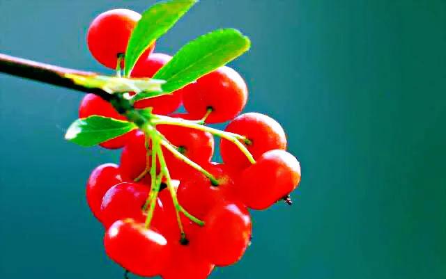 火棘树挂满果图,火棘花开