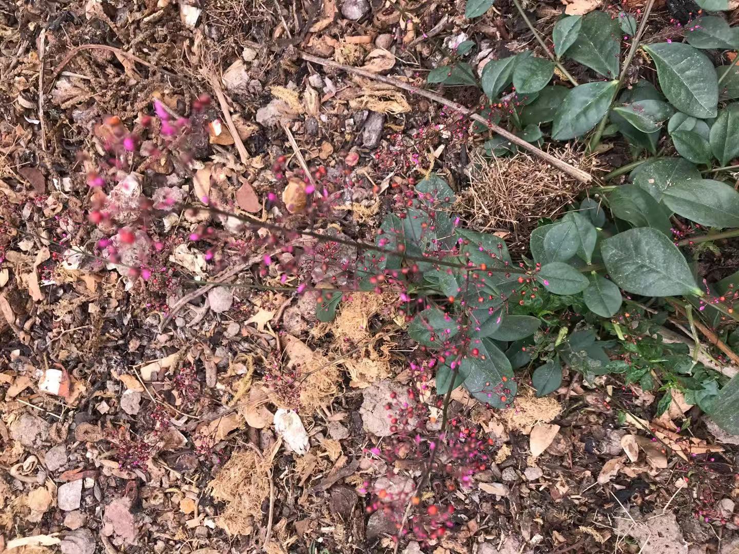 可以吃的土人参,入药红参