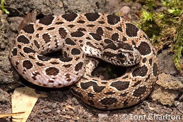 毒蛇的毒性分几种啊,毒蛇毒性排名榜