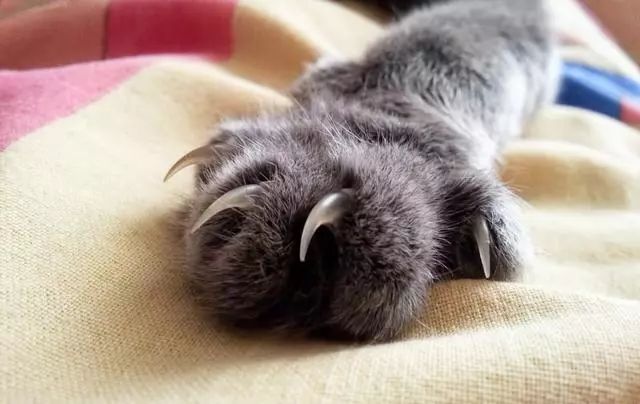 猫咪现在好上分吗,老鼠的克星猫咪