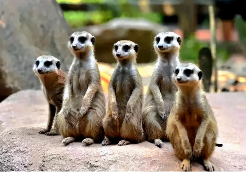 广州长隆野生动物园门票大熊猫,广州长隆野生动物园攻略熊猫