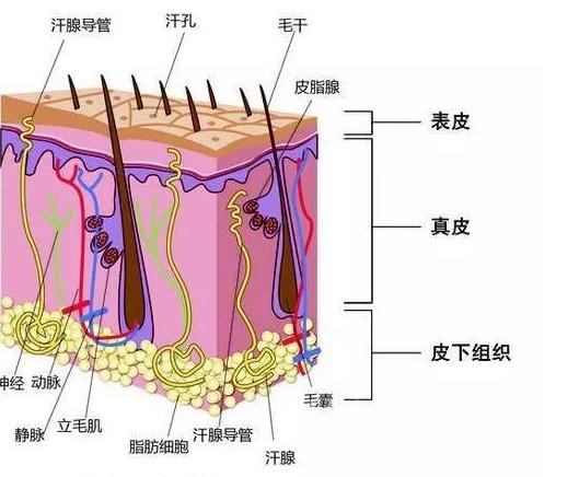 头发干枯毛躁怎么护发,头发很干枯毛躁怎么办用什么护发