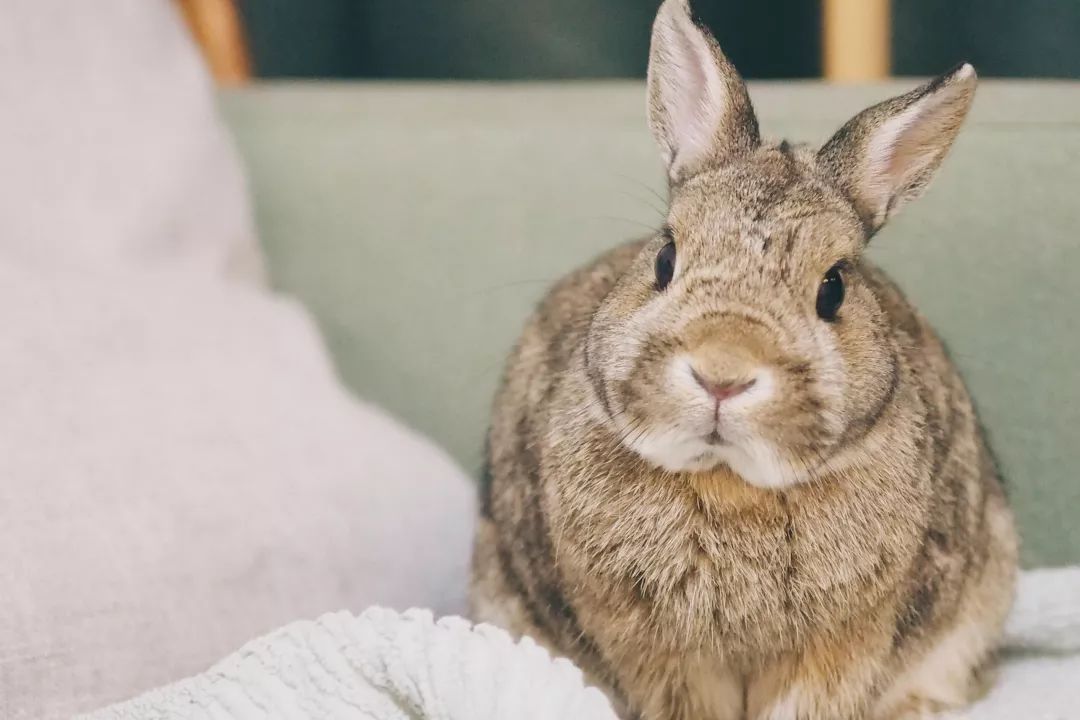 一只鸭子一万五元,一只鸭子一万多