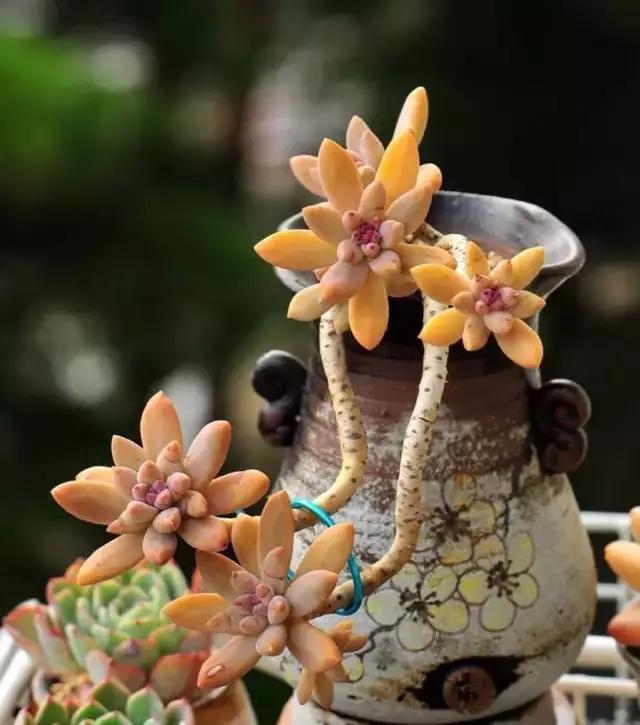 推荐轻松玩转100种常见多肉植物,700种多肉植物图鉴pdf百度云