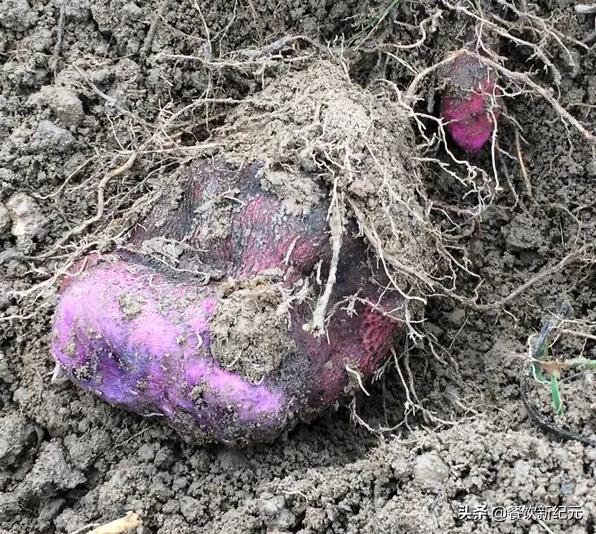 主持人如何看待乾隆白菜,为何男主持说乾隆白菜是凉菜