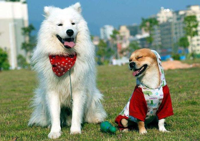 萨摩耶怎么饲养最好,萨摩耶的正确养法