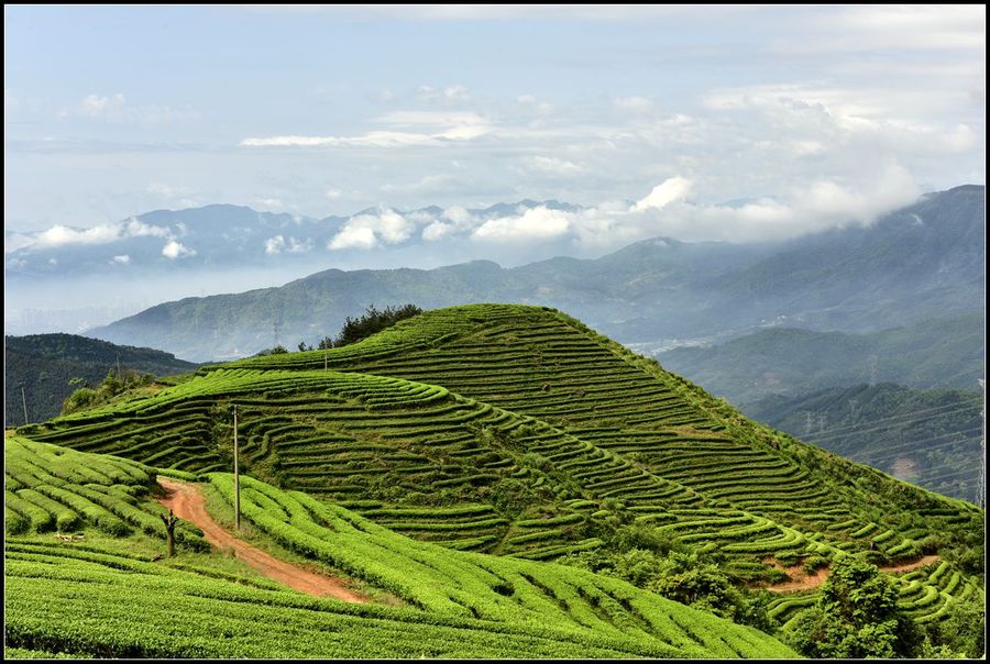 通过采茶制茶传承中国茶文化,中国茶文化制茶视频