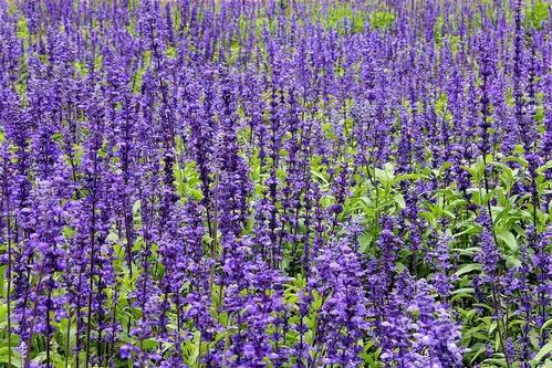 50种·蓝紫色系植物,尊享高贵典雅浪漫的视觉盛宴