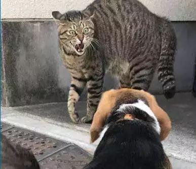 猫感染了新型冠状病毒怎么办,猫会携带新型冠状病毒吗