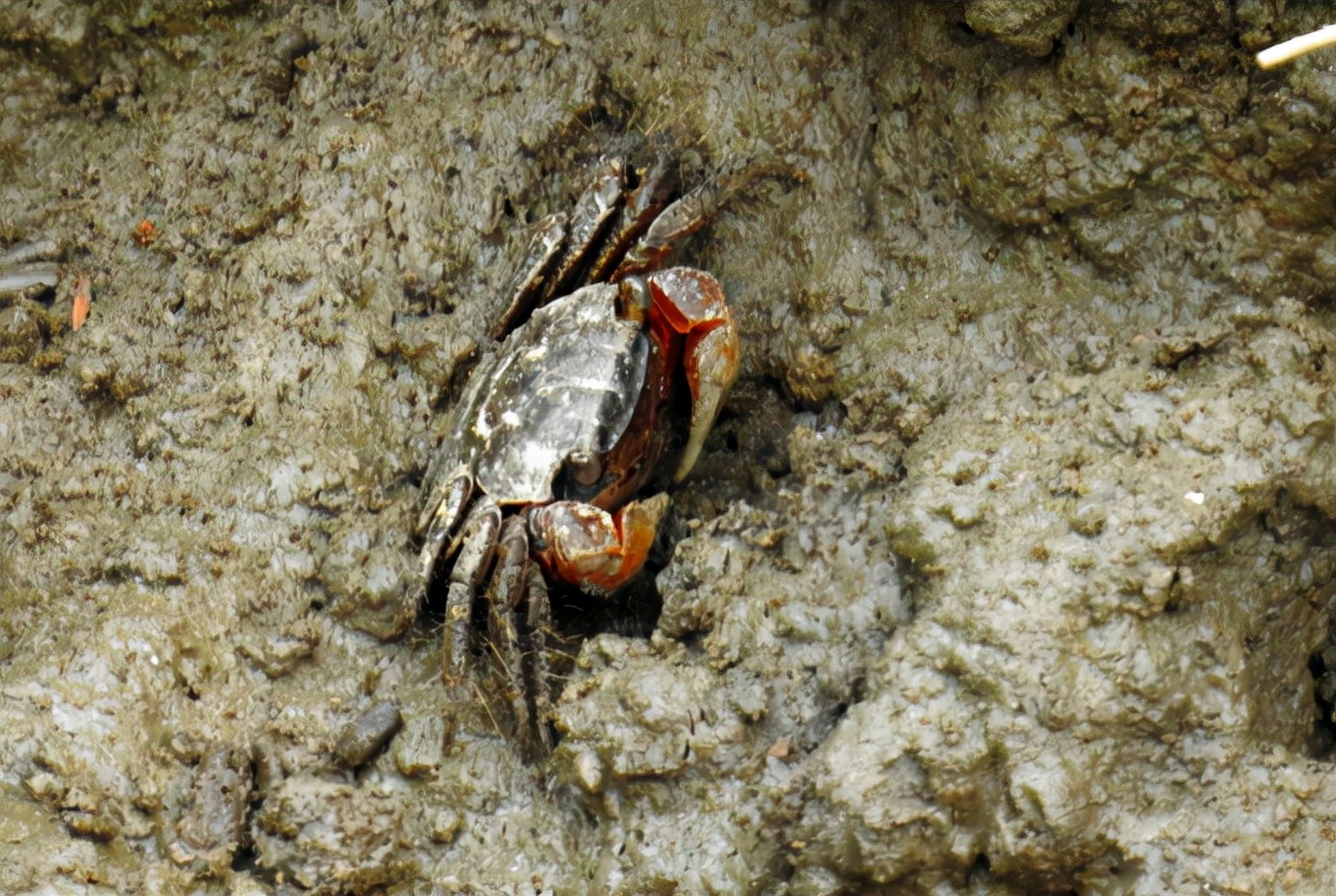 大闸蟹捕食稻田害虫,螃蟹的害虫是什么