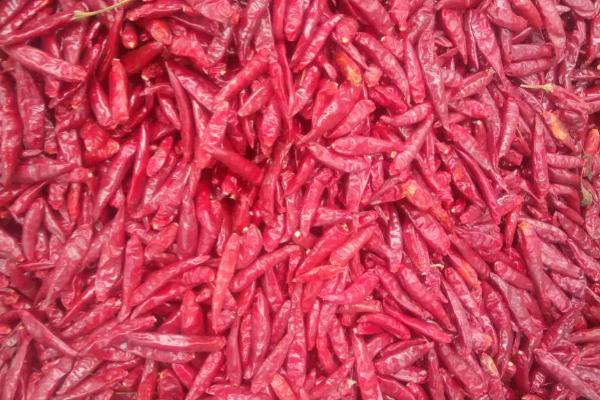 各种干辣椒品种哪种香,各种干辣椒品种和特点