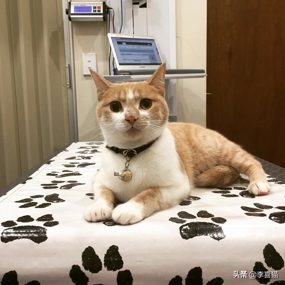 猫咪流泪是什么原因出问题了,导致猫咪流泪的原因