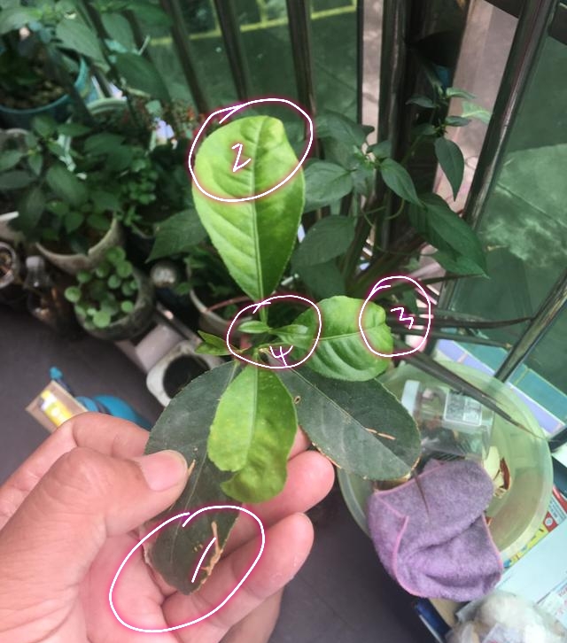 盆栽柠檬长出新叶就干枯,柠檬盆栽什么时候变黄