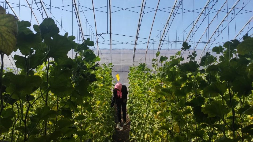 刘龙台镇刘东村：吊蔓甜瓜打开农民致富之路
