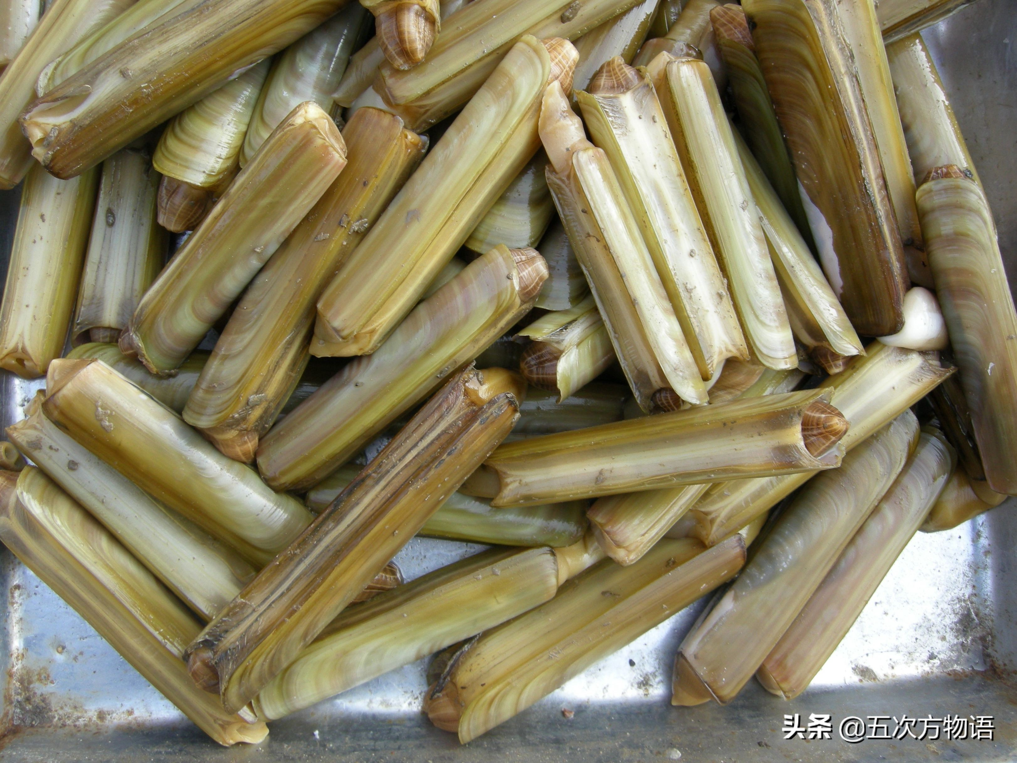 好吃的贝类品种大全,青岛贝类海鲜有哪些品种