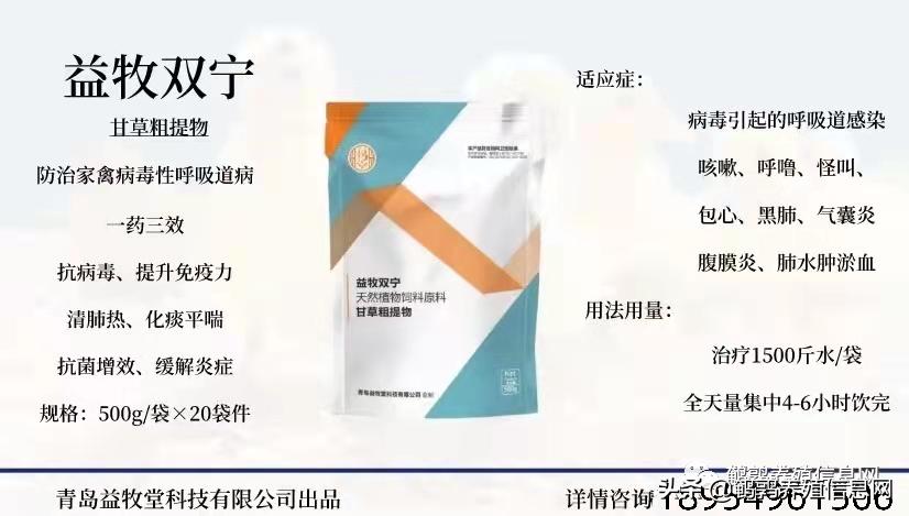 鹌鹑掉毛是什么意思,40日龄的鹌鹑掉毛正常吗