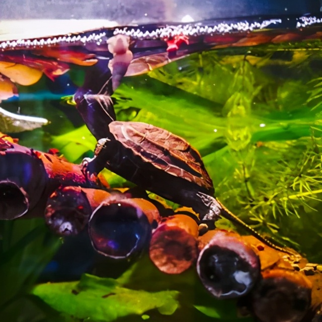 哈士奇地图龟怎么养,龟中的哈士奇地图龟