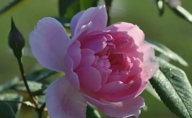 一万年一次的2020520;一起认识100种玫瑰~别送错啊