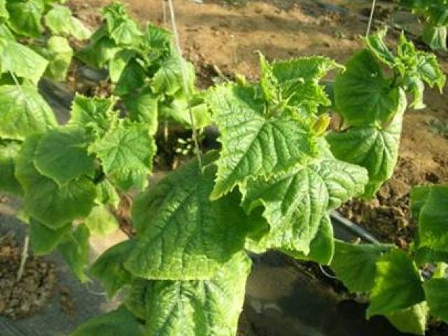 黄瓜受药害瓜打顶了怎么办,黄瓜病害图谱和防治黄瓜药害