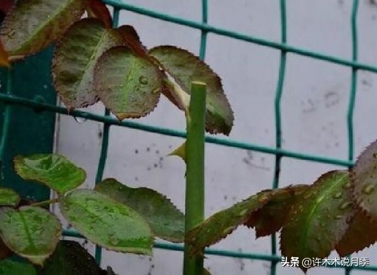 月季芽点都枯了月季还能活吗,月季枯萎了还能救活吗