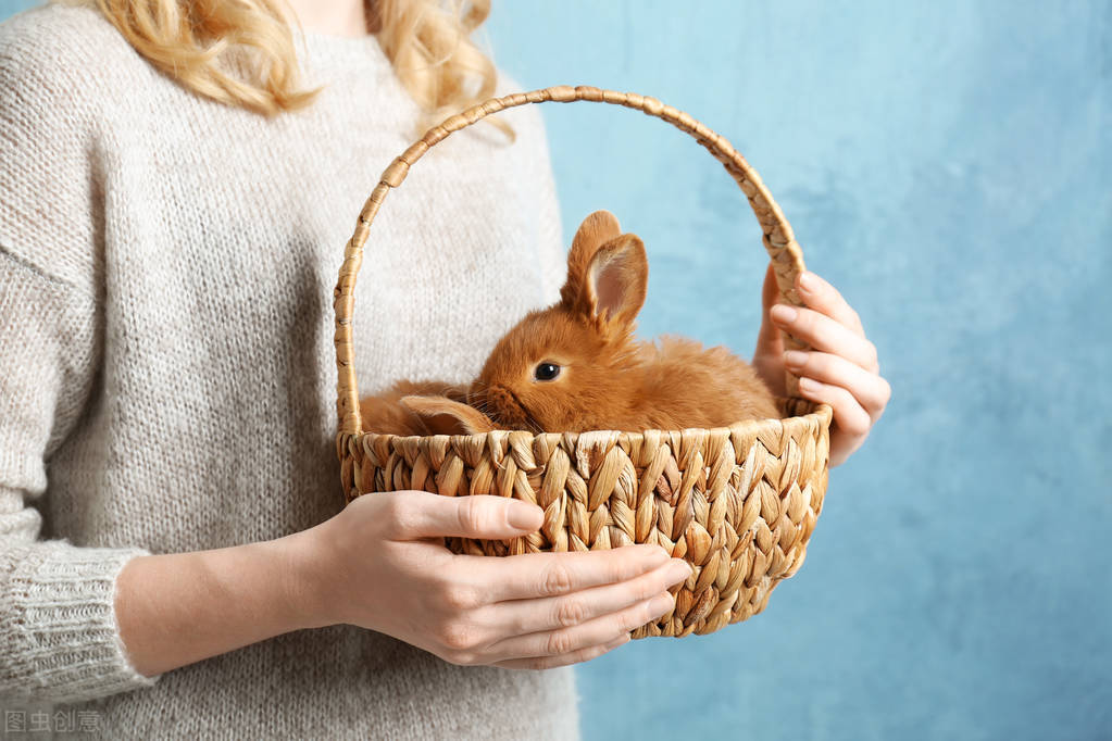 兔子破皮了擦什么药,兔子抓伤破皮怎么处理