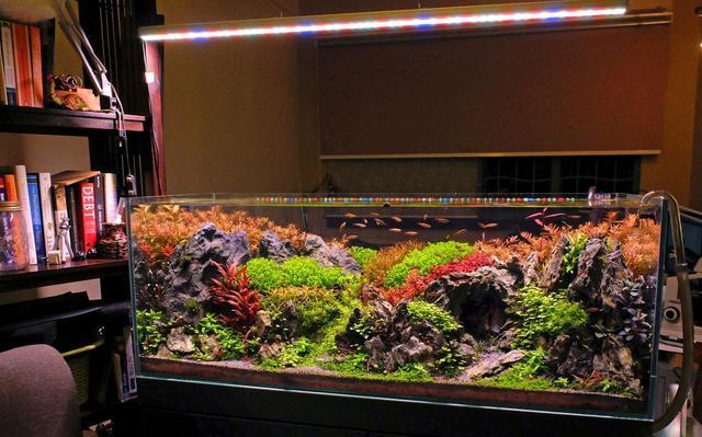 鱼缸水草不长绿藻要怎么做,水草缸如何避免爆藻