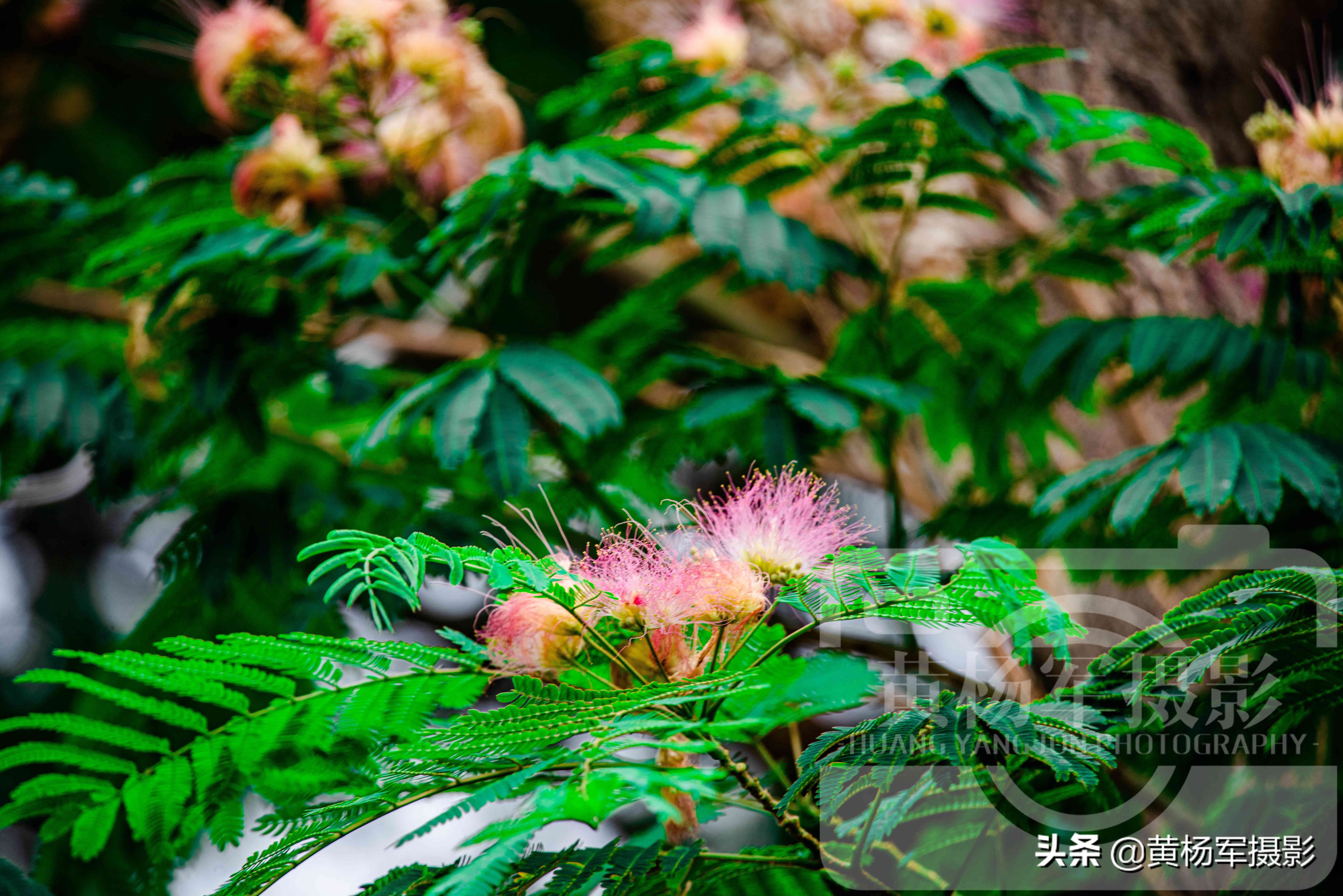 六月美丽盛开的*欢合**花，娇艳的花朵绽放在绿叶间