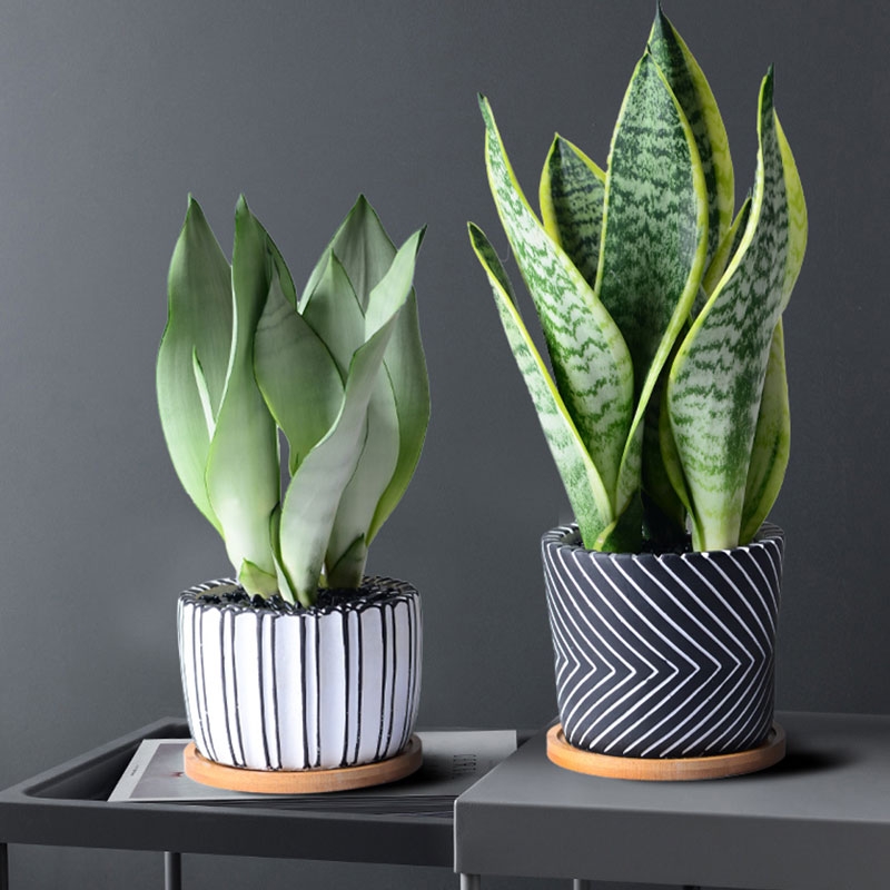 人养花一时养人一生,人养花同时花也养人