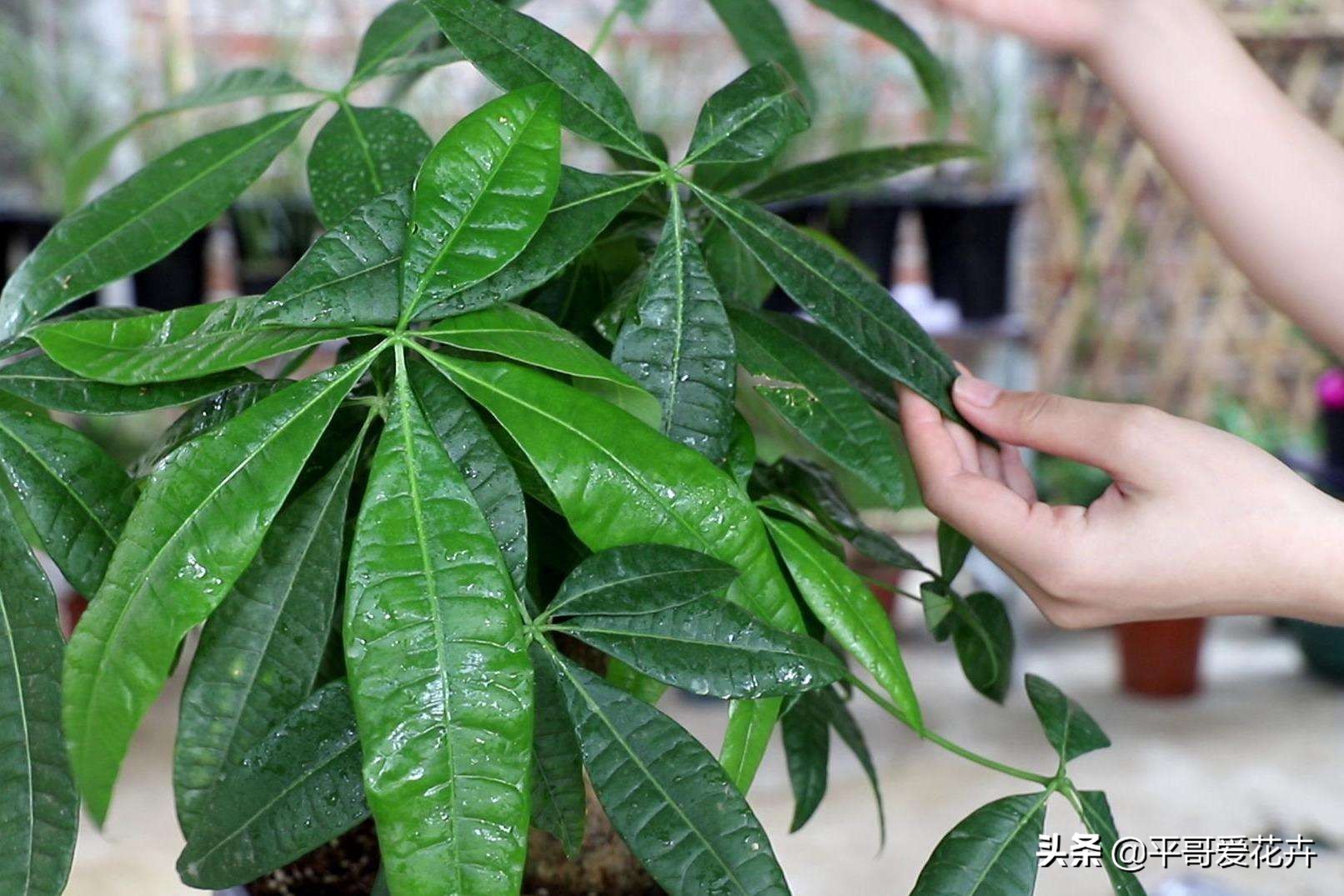 吊兰绿萝浇水的正确方法,吊兰绿萝黄叶怎么补救