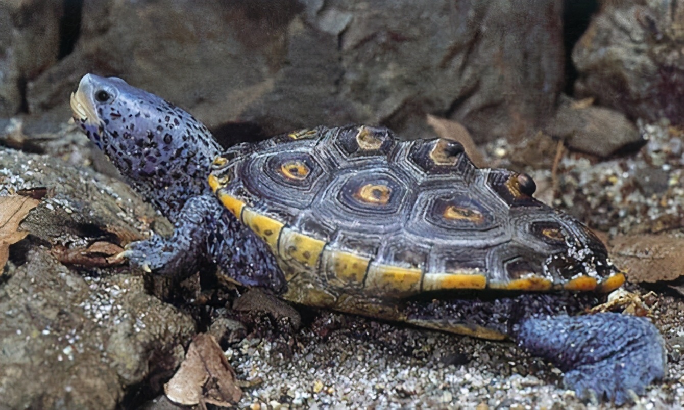 龟类纪录片,龟类图片