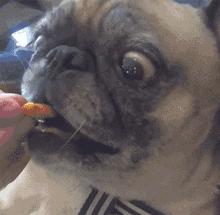 纯种狗怎么来的,怎样培育纯种狗